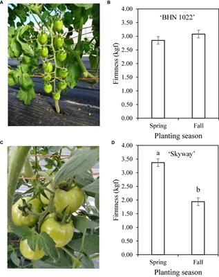 Tomato fruit quality is more strongly affected by scion type and planting season than by rootstock type